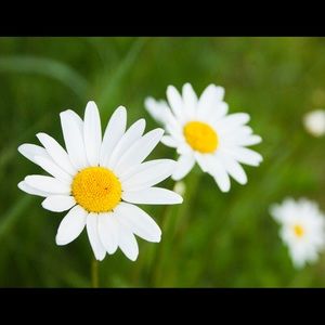 Meet your Posher, Daisy